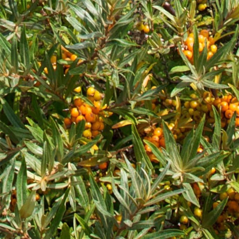 Hippophae rhamnoides Leikora - Olivello spinoso (Foliage)