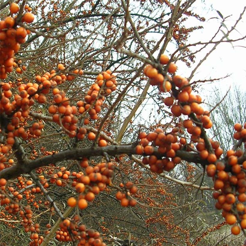Hippophae rhamnoides Leikora - Olivello spinoso (Flowering)