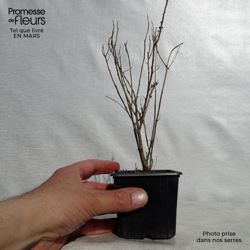 Example of Hippophae rhamnoides Leikora - Olivello spinoso Vasetto da 8/9 cm as you get in printemps