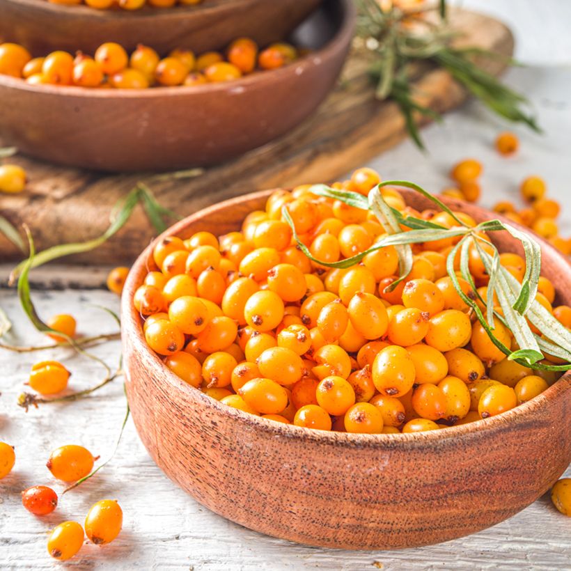 Hippophae rhamnoides Orange Energy 'Hagebo' - Olivello spinoso (Raccolta)