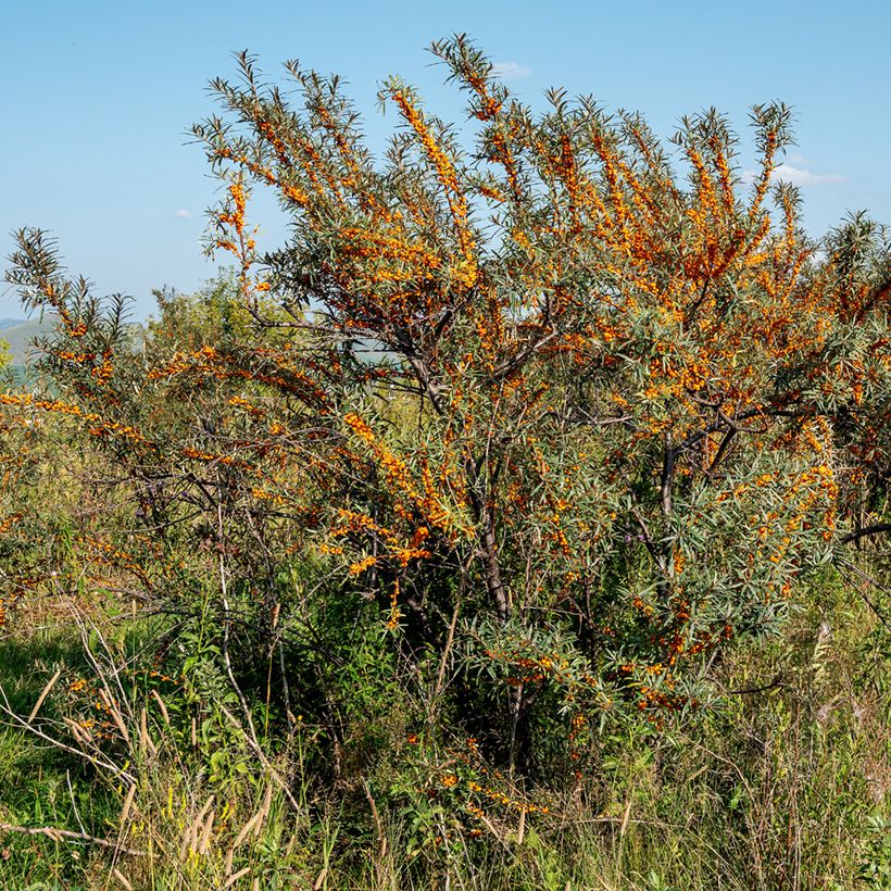 Hippophae rhamnoides Orange Energy 'Hagebo' - Olivello spinoso (Porto)