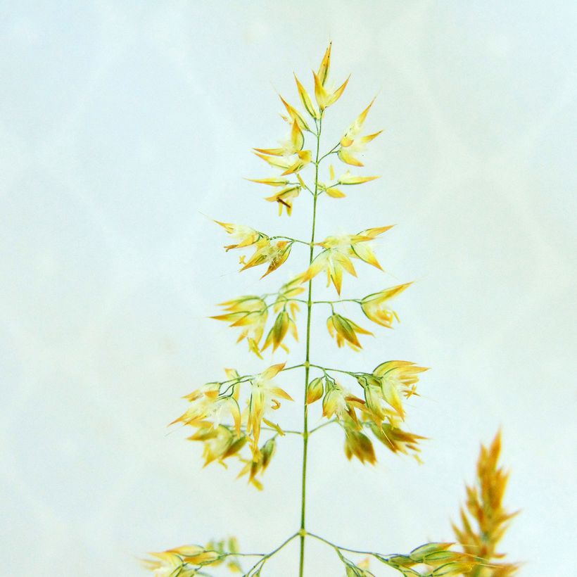 Holcus mollis Albovariegatus - Bambagione variegato (Fioritura)