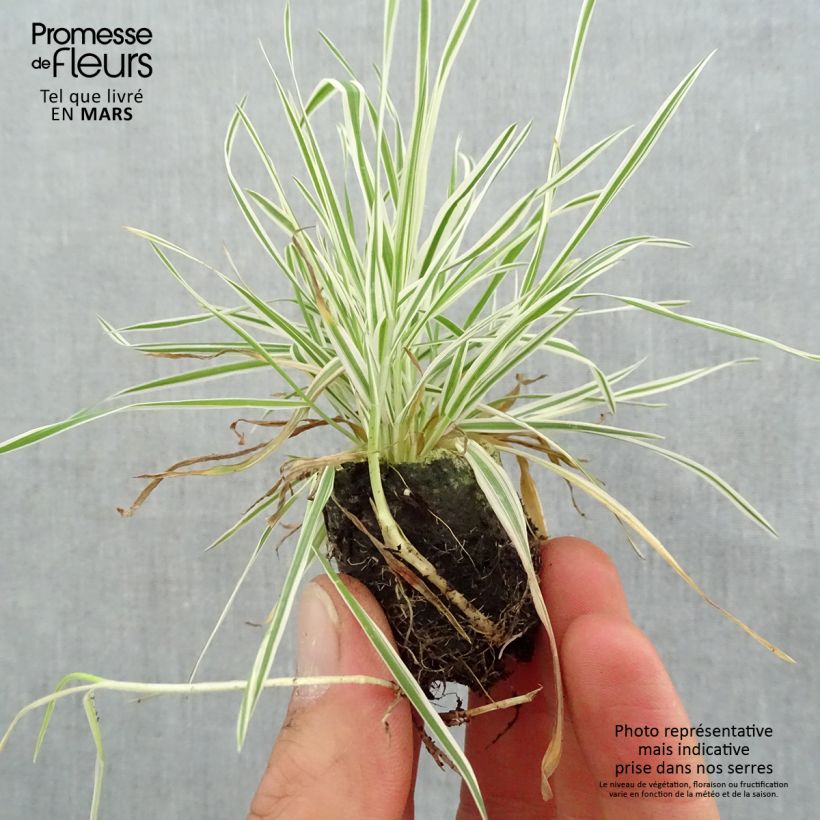 Holcus mollis Albovariegatus - Bambagione variegato mini zolla... esemplare consegnato in primavera