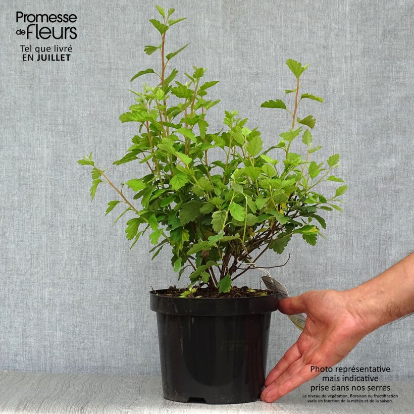 Esemplare di Holodiscus discolor Vaso da 4L/5L consegnato in estate