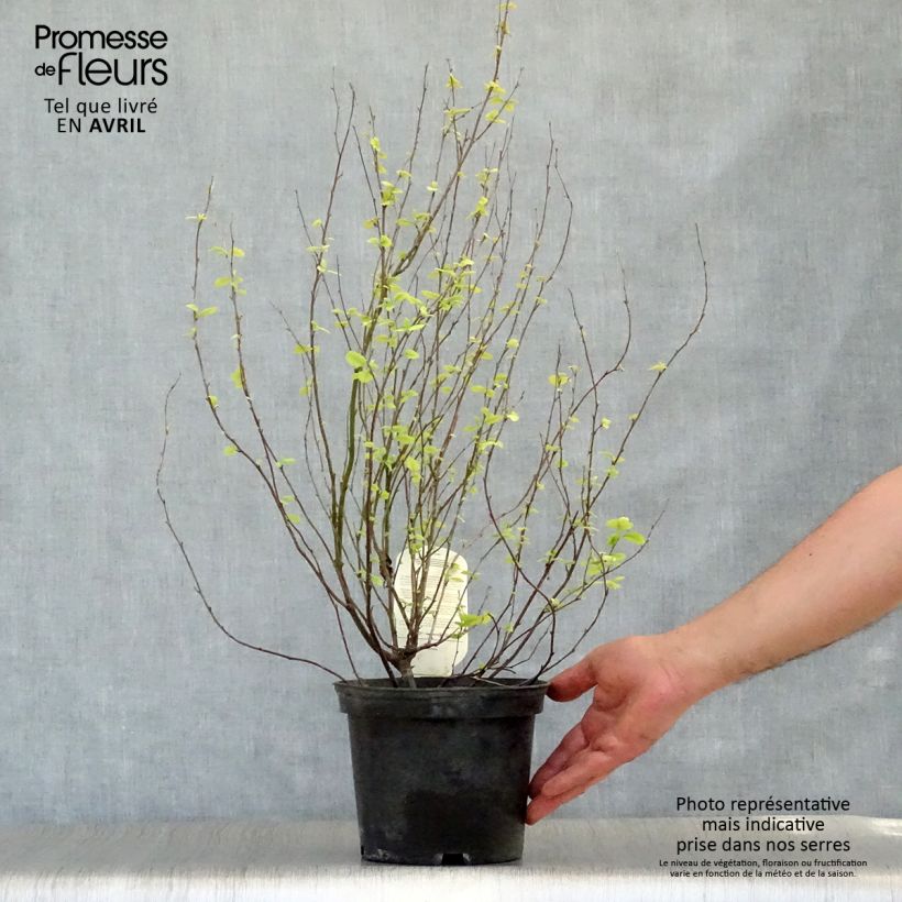 Holodiscus discolor Vaso da 4L/5L esemplare consegnato in primavera