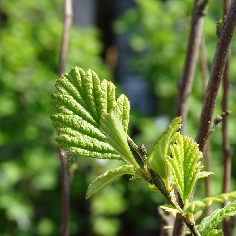 Holodiscus discolor (Fogliame)