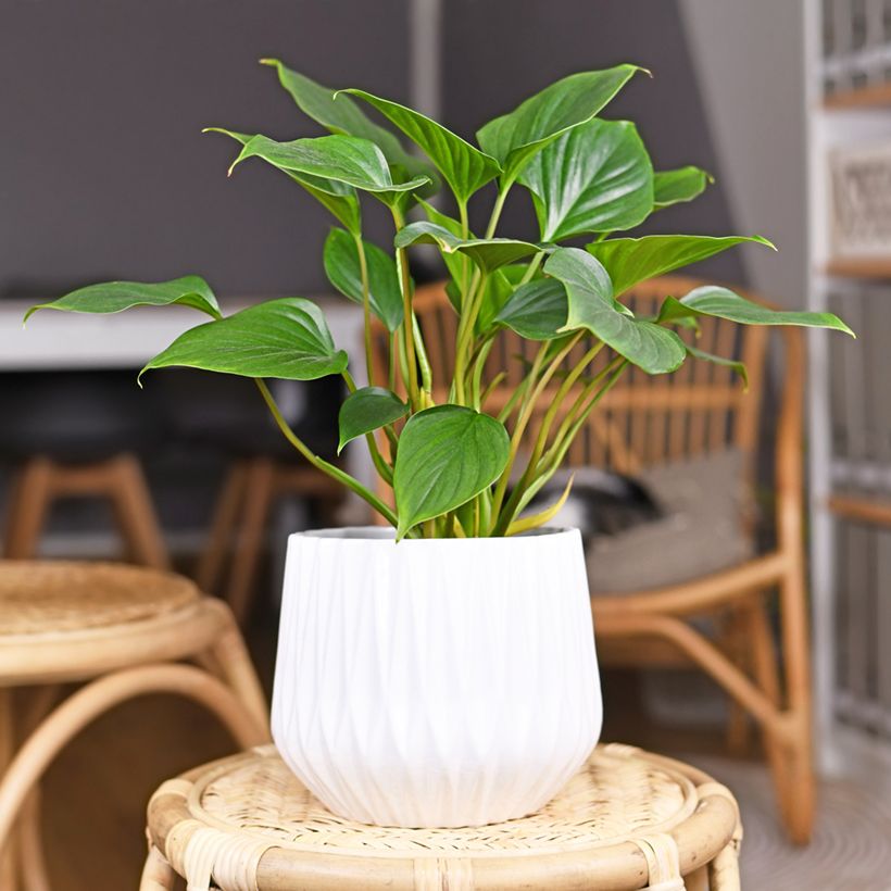 Homalomena Emerald Gem (Porto)