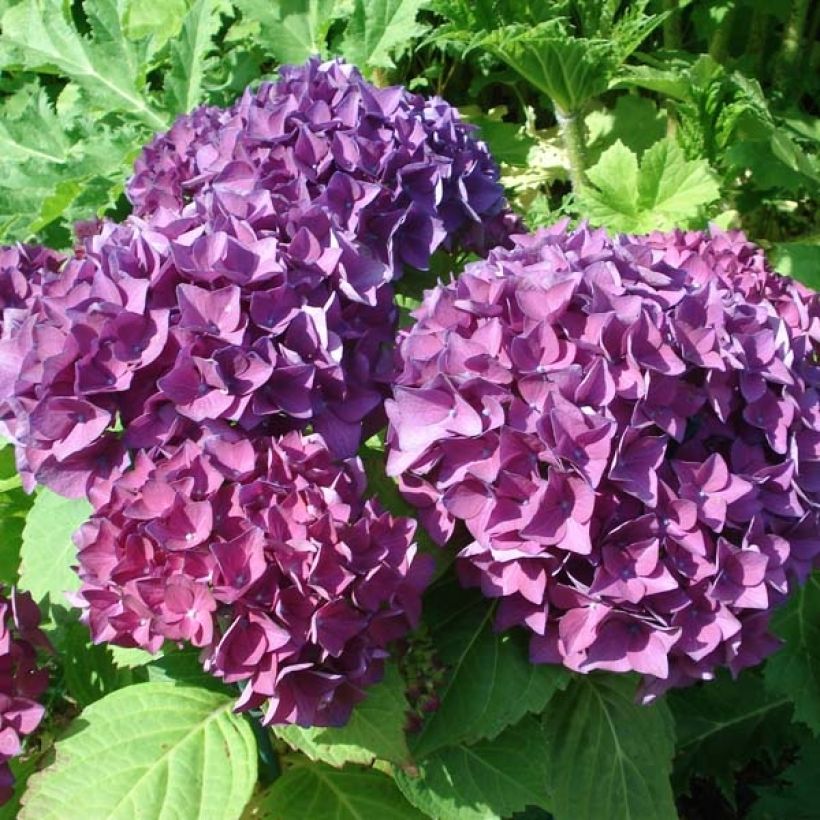 Hydrangea macrophylla Hovaria Hobergine - Ortensia (Flowering)