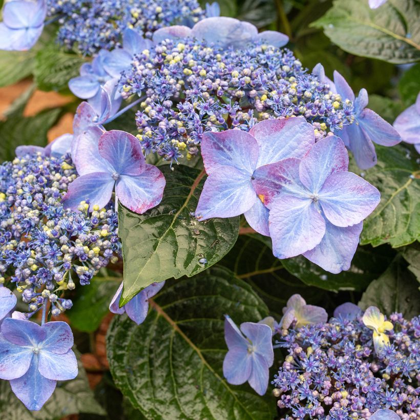 Hydrangea macrophylla Endless Summer Pop Star - Ortensia (Fioritura)
