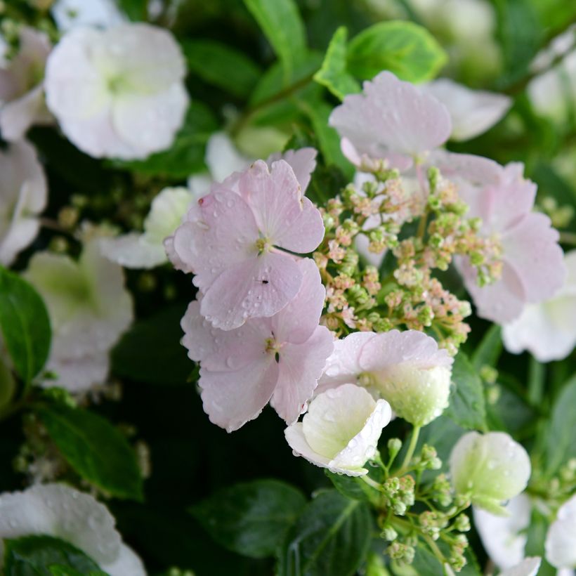 Hydrangea Runaway Bride - Ortensia (Flowering)