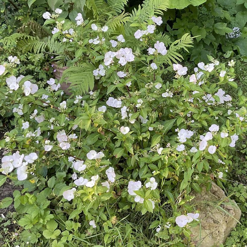 Hydrangea Runaway Bride - Ortensia (Porto)