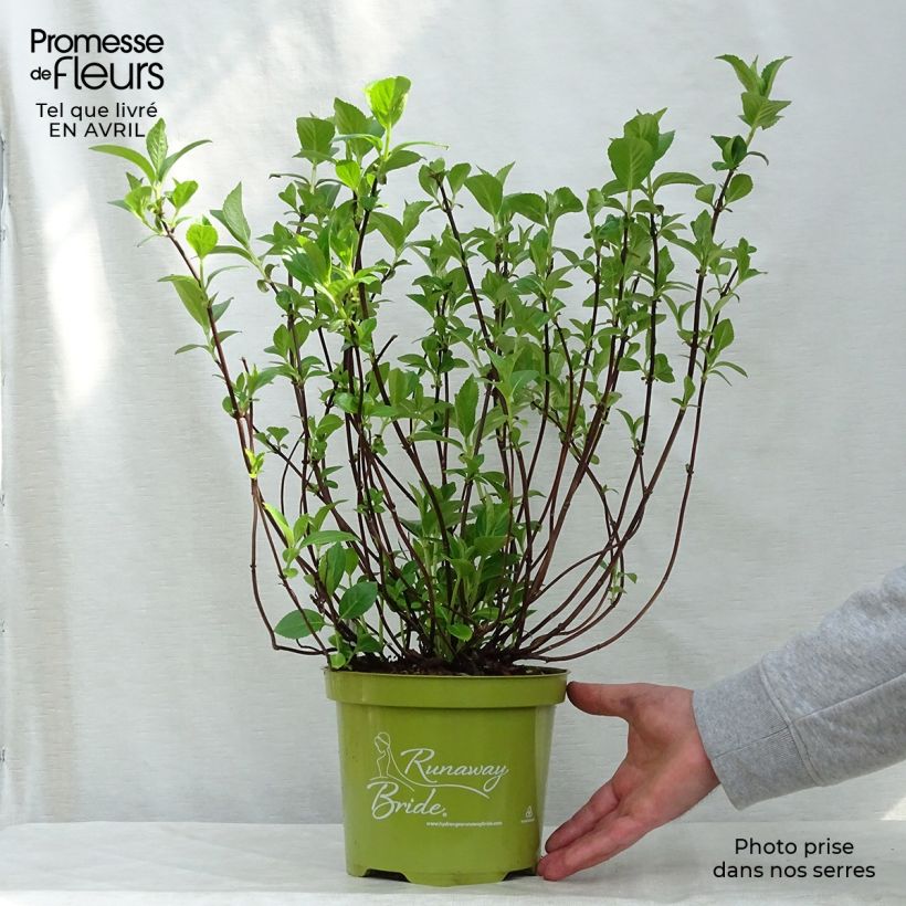 Example of Hydrangea Runaway Bride - Ortensia Vaso da 3L/4L as you get in printemps