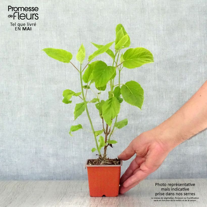 Example of Hydrangea arborescens Annabelle - Ortensia Vasetto da 8/9 cm as you get in printemps