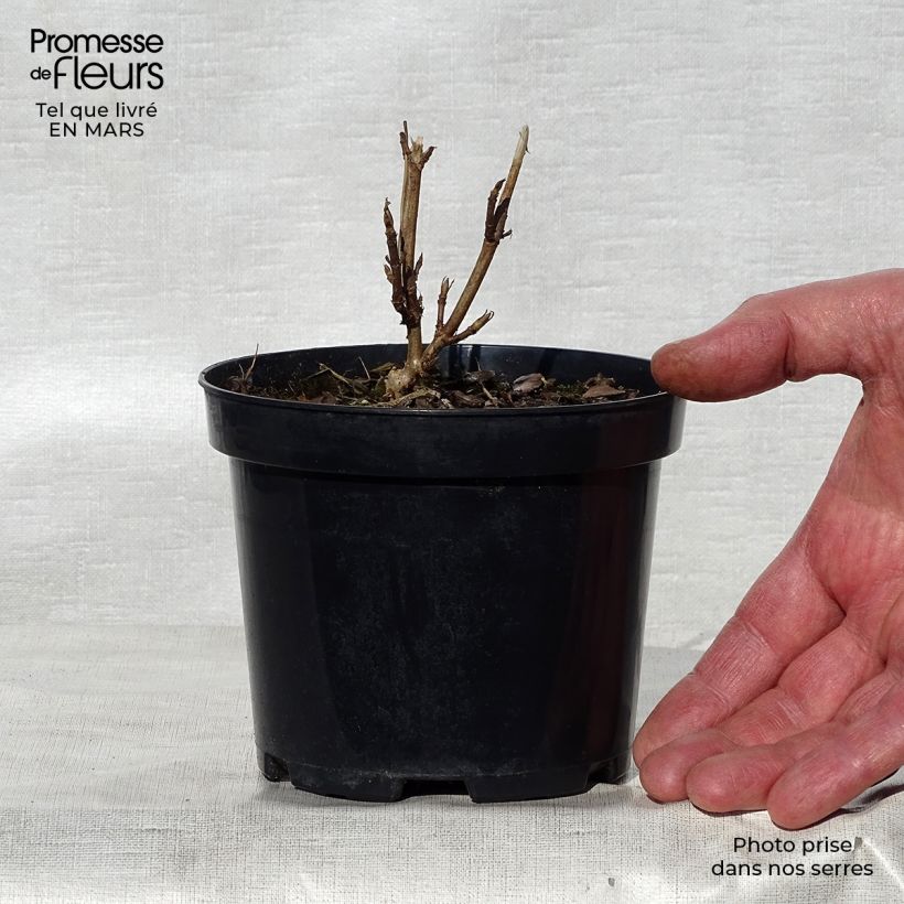 Example of Hydrangea arborescens Annabelle - Ortensia Vaso da Ø 12 cm / 13 cm as you get in printemps