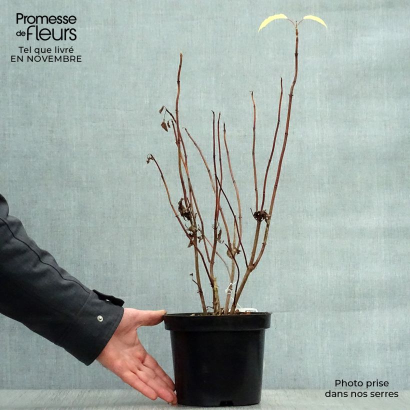 Esemplare di Hydrangea arborescens Annabelle - Ortensia Vaso da 3L/4L come consegnato in autunno