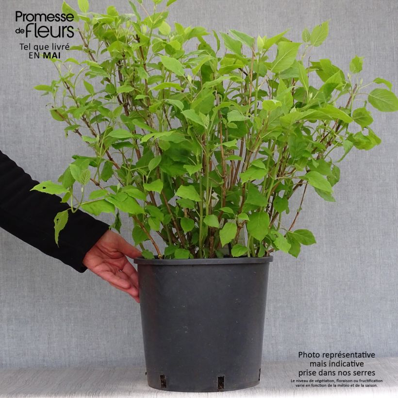 Example of Hydrangea arborescens Annabelle - Ortensia Vaso da 6L/7L as you get in printemps