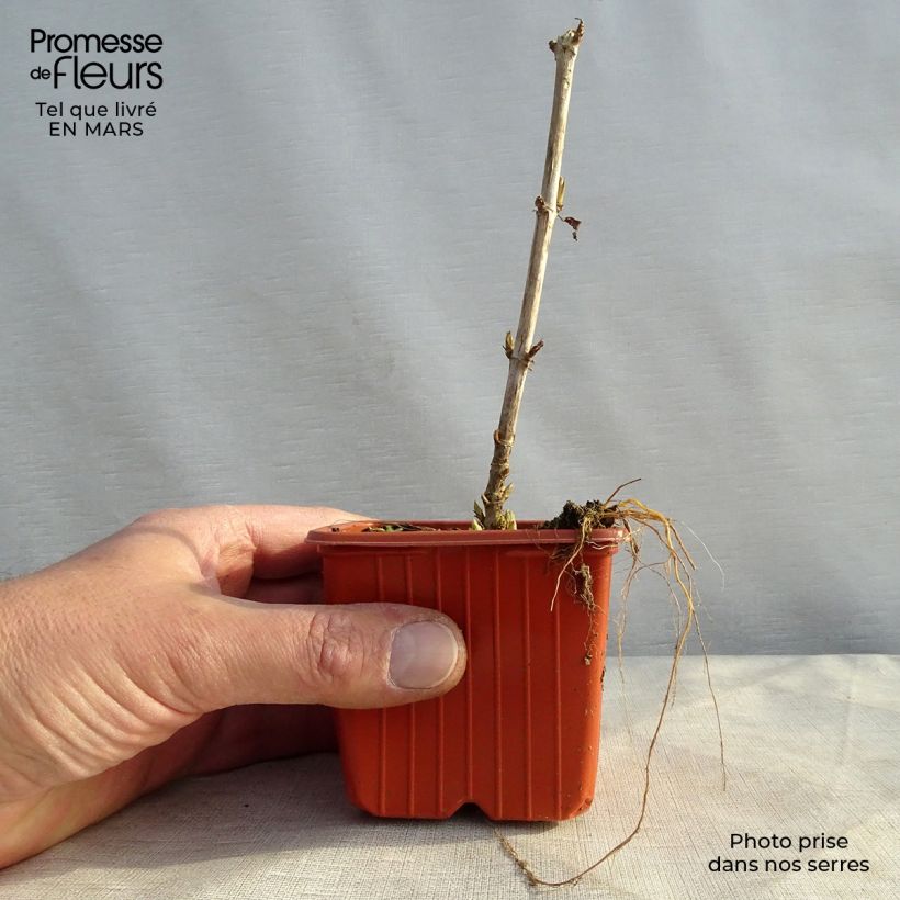 Hydrangea arborescens Golden Annabelle - Ortensia Vasetto da 8/9 cm esemplare consegnato in primavera