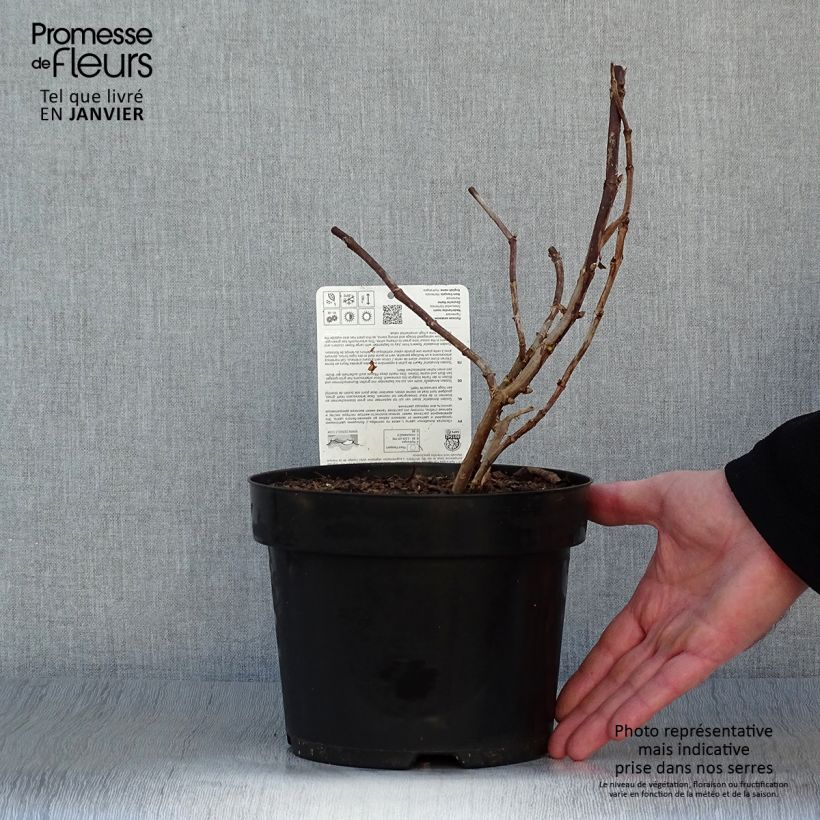 Hydrangea arborescens Golden Annabelle - Ortensia Vaso da 3L/4L esemplare consegnato in inverno