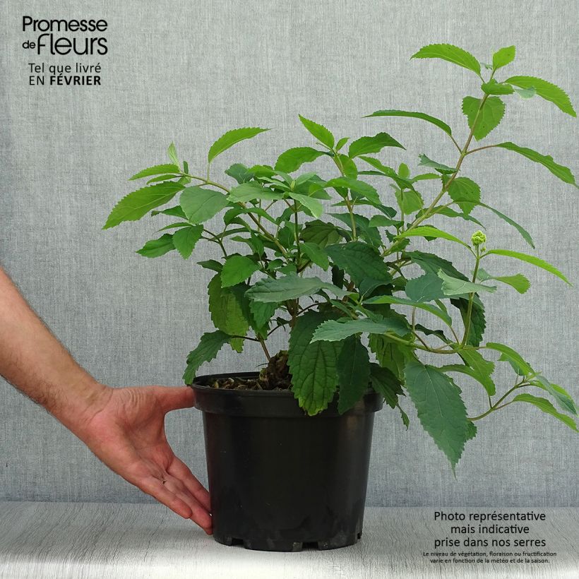 Esemplare di Hydrangea arborescens Hayes Starbust - Ortensia Vaso da 3L/4L come consegnato in autunno