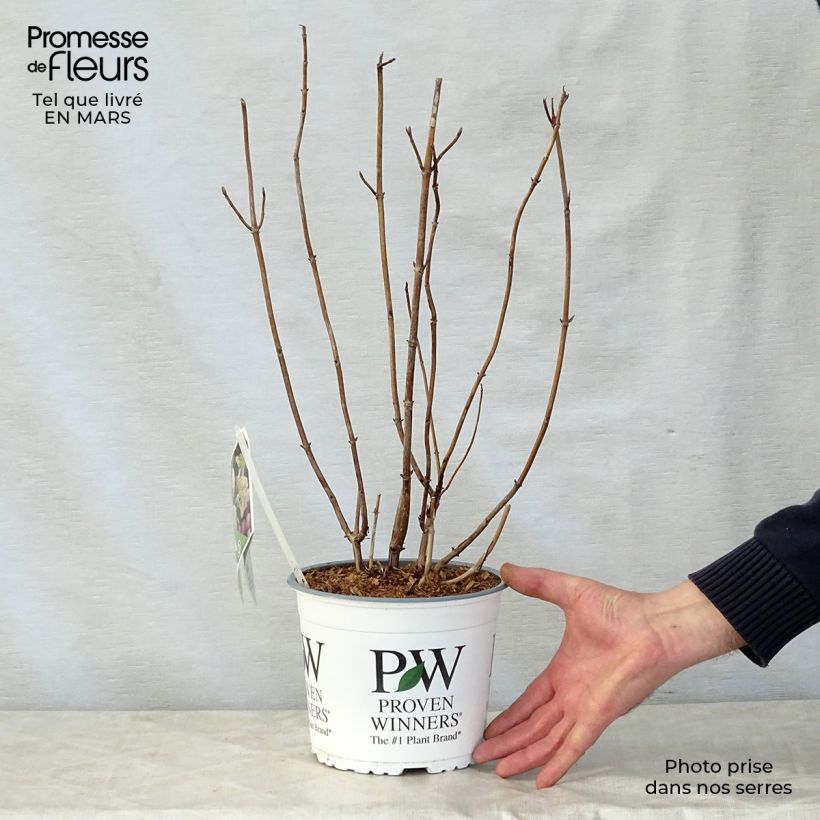 Example of Hydrangea arborescens Lime Rickey - Ortensia Vaso da 2L/3L as you get in printemps