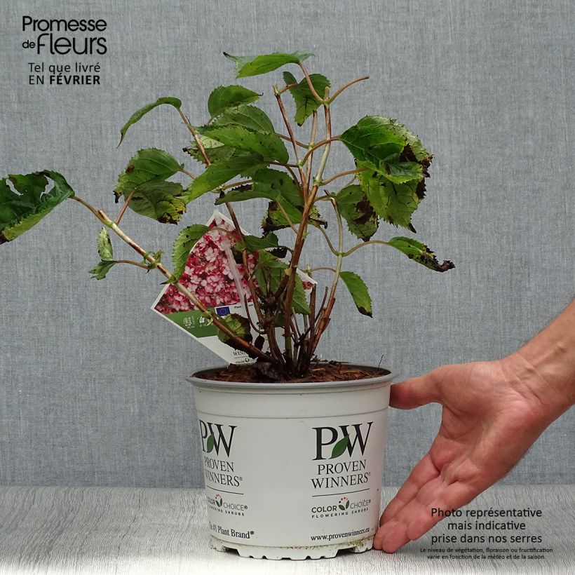 Esemplare di Hydrangea arborescens Ruby Annabelle - Ortensia Vaso da 2L/3L, A cespuglio come consegnato in autunno
