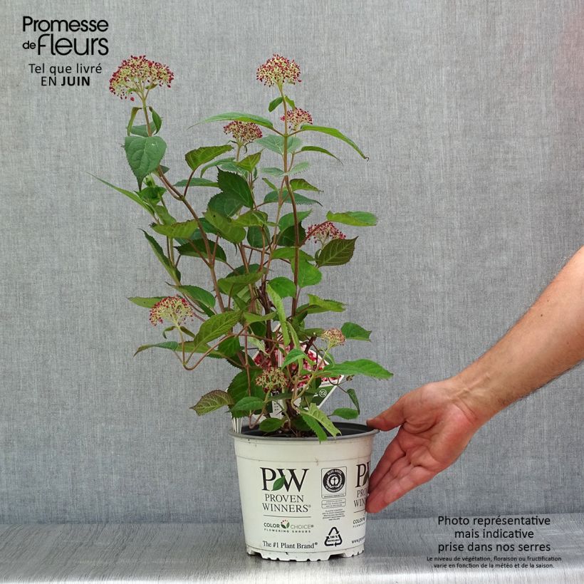 Esemplare di Hydrangea arborescens Ruby Annabelle - Ortensia Vaso da 2L/3L, A cespuglio consegnato in estate