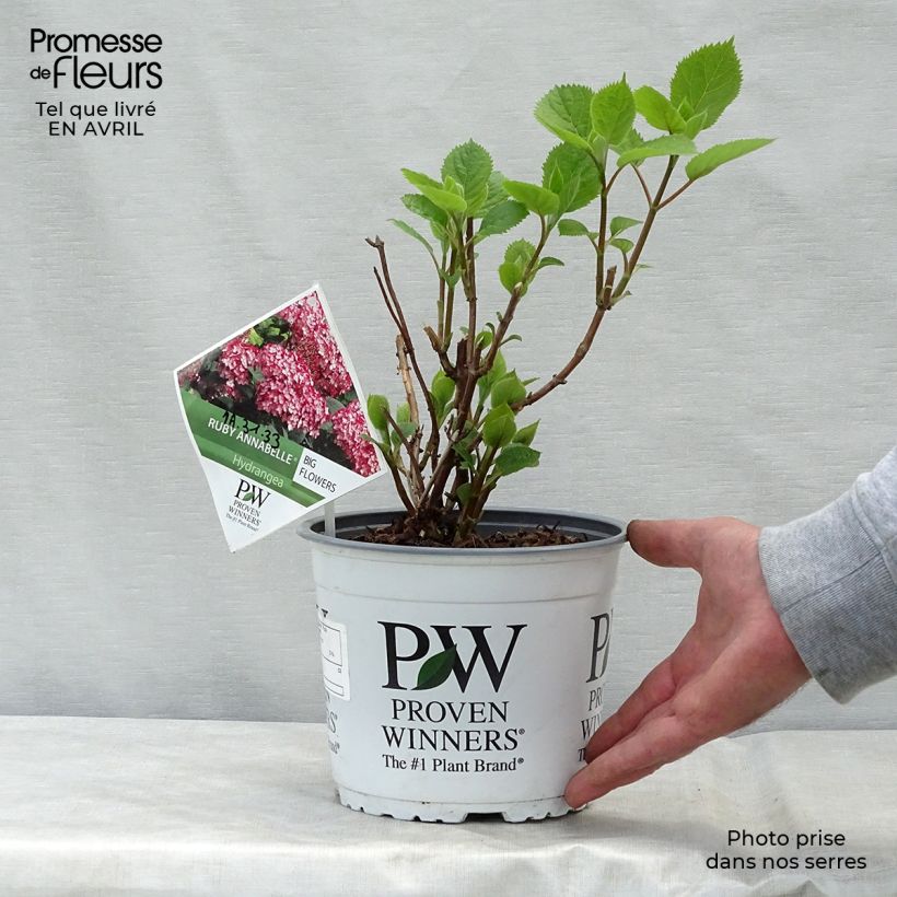 Hydrangea arborescens Ruby Annabelle - Ortensia Vaso da 2L/3L, A cespuglio esemplare consegnato in primavera
