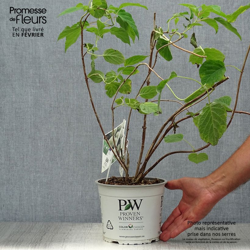 Esemplare di Hydrangea arborescens Strong Annabelle - Ortensia Vaso da 2L/3L, A cespuglio come consegnato in autunno
