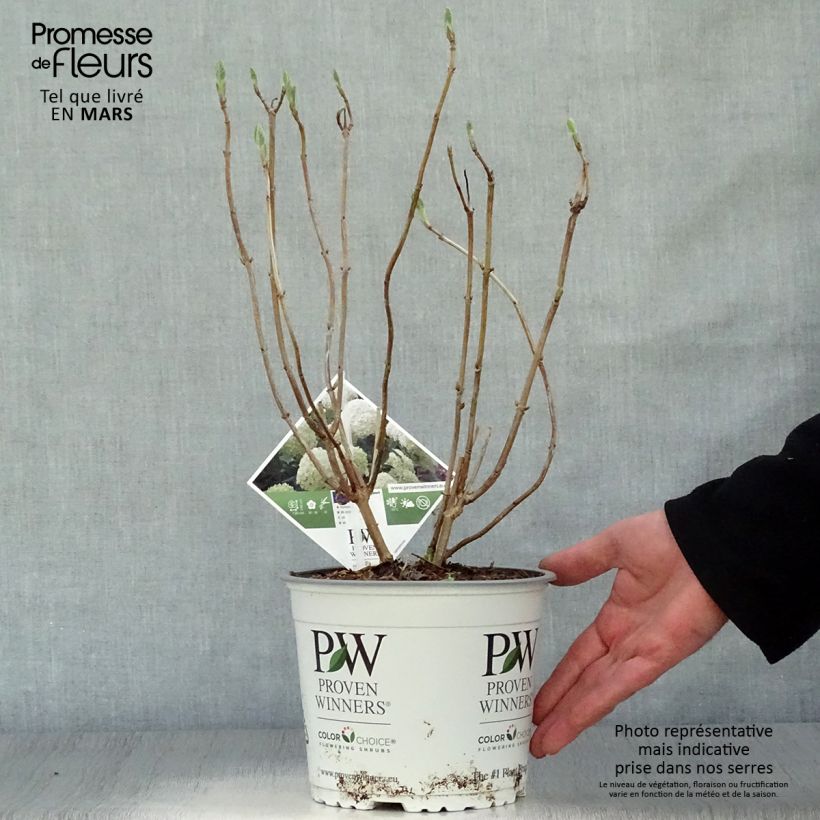Hydrangea arborescens Strong Annabelle - Ortensia Vaso da 2L/3L, A cespuglio esemplare consegnato in primavera