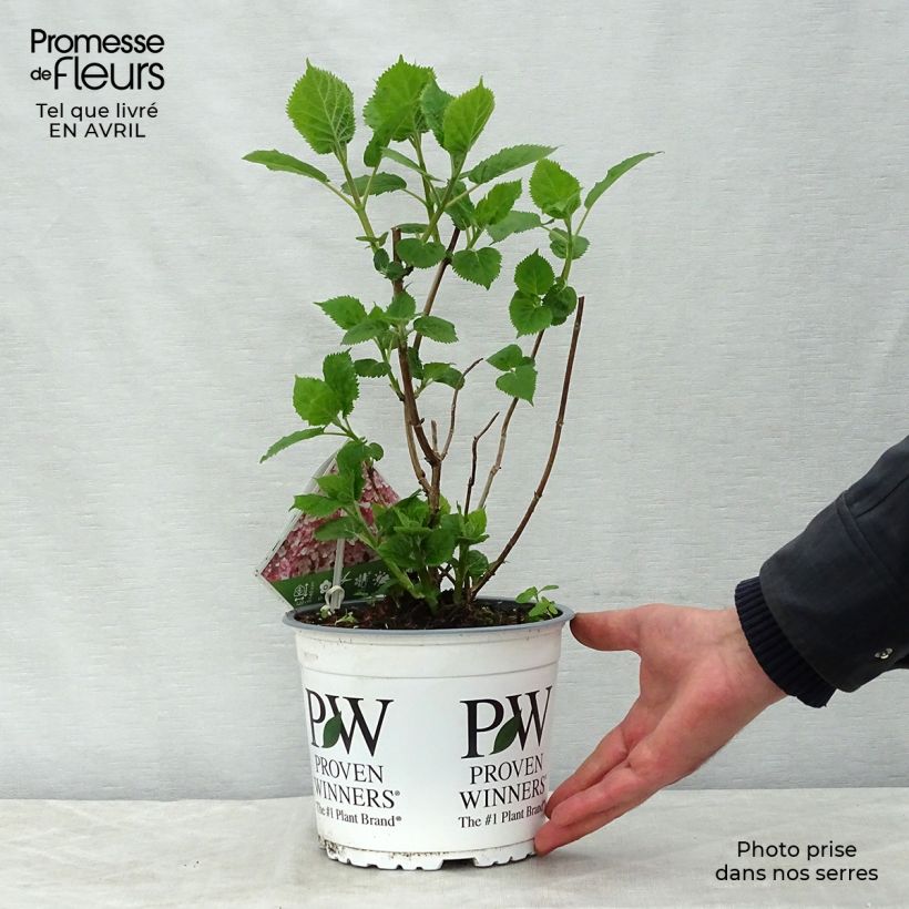 Hydrangea arborescens Sweet Annabelle - Ortensia Vaso da 2L/3L, A cespuglio esemplare consegnato in primavera