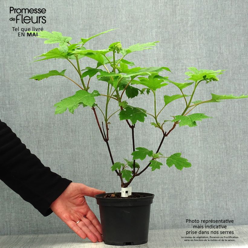 Example of Hydrangea aspera Goldrush - Ortensia dorata Vaso da 2L/3L as you get in printemps