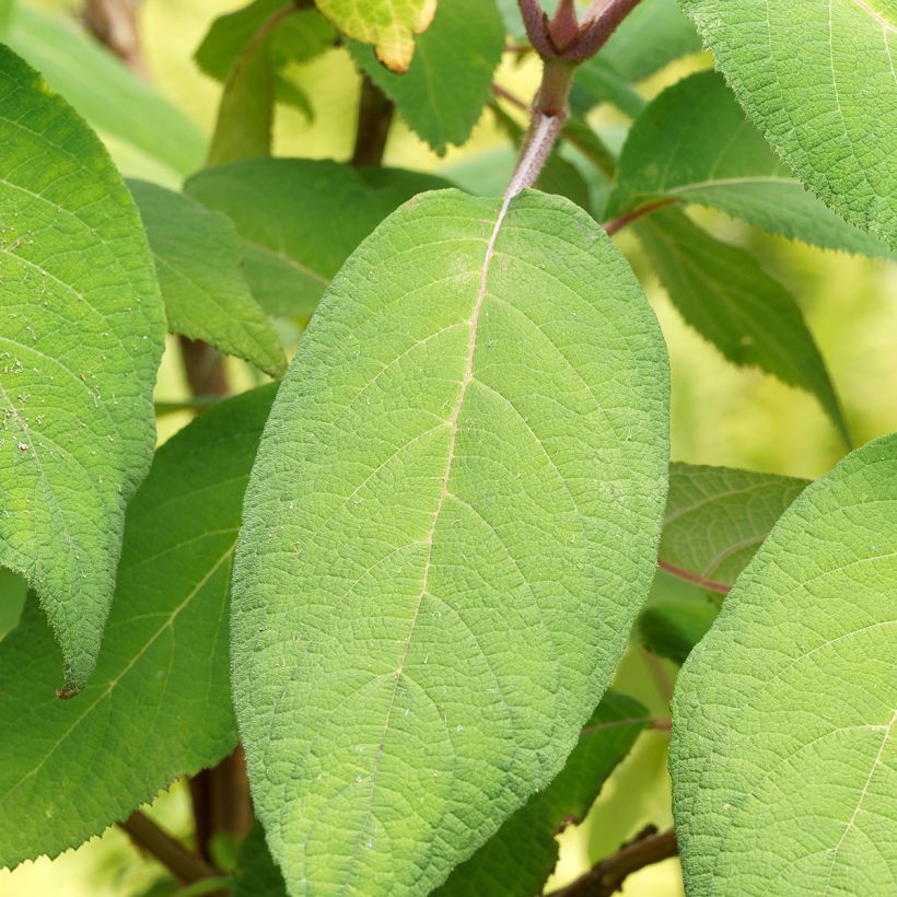 Hydrangea aspera Goldrush - Ortensia dorata (Foliage)