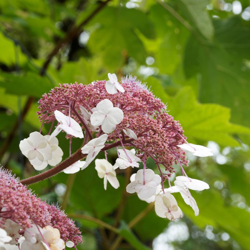 Hydrangea aspera Goldrush - Ortensia dorata (Flowering)