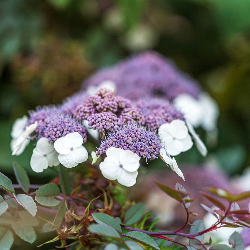 Hydrangea aspera Macrophylla - Ortensia (Fioritura)