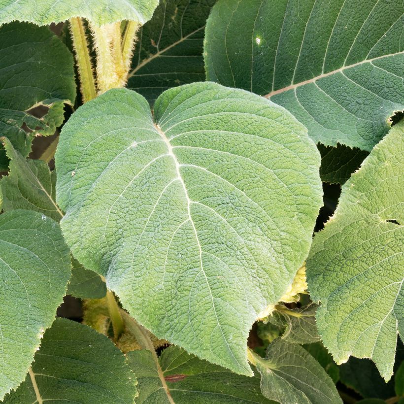 Hydrangea aspera subsp. sargentiana - Ortensia (Foliage)