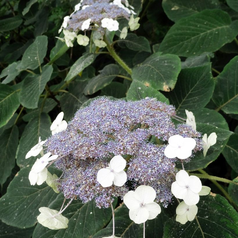 Hydrangea aspera Villosa - Ortensia (Flowering)