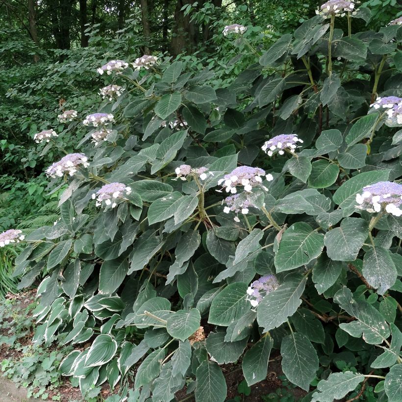Hydrangea aspera Villosa - Ortensia (Plant habit)
