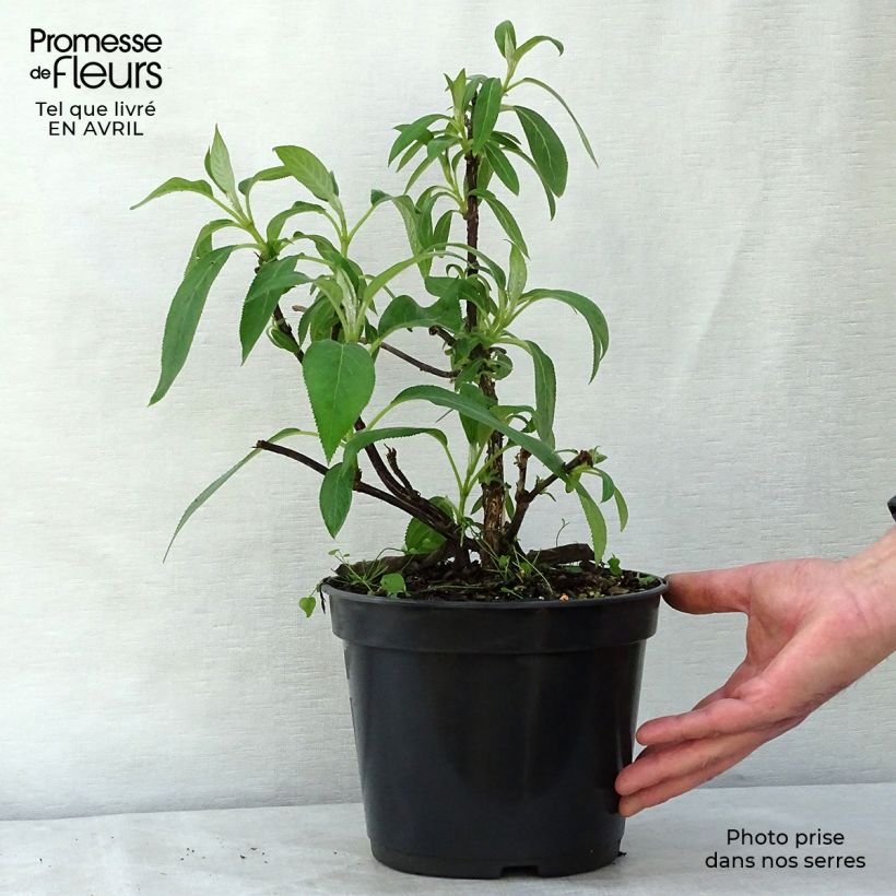 Example of Hydrangea aspera Villosa - Ortensia Vaso da 3L/4L as you get in printemps