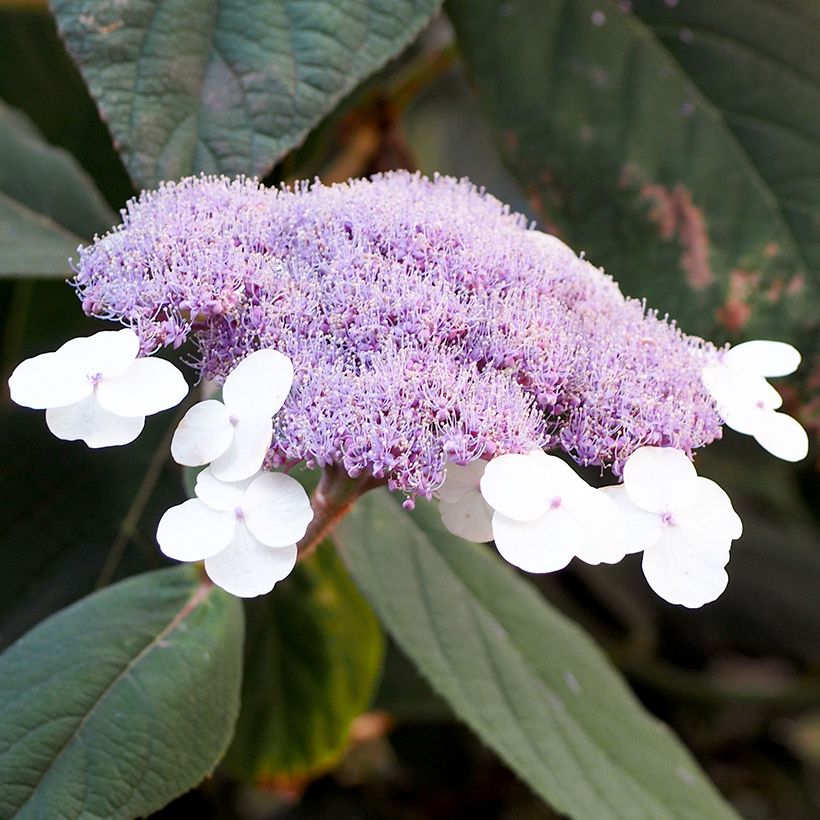 Hydrangea aspera Velvet & Lace - Ortensia (Fioritura)