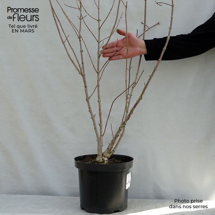 Hydrangea heteromalla - Ortensia Vaso da 7,5L/10L esemplare consegnato in primavera