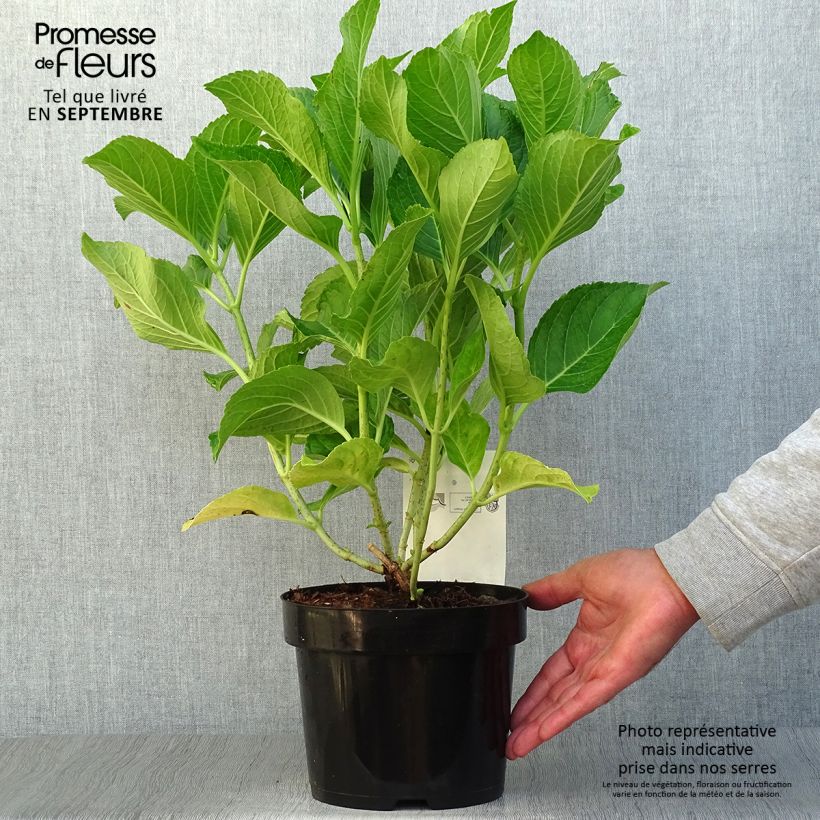 Esemplare di Hydrangea macrophylla Ayesha - Ortensia Vaso da 2L/3L, A cespuglio come consegnato in autunno