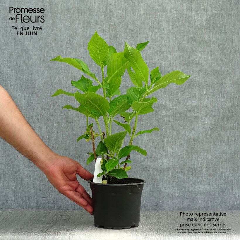 Esemplare di Hydrangea macrophylla Ayesha - Ortensia Vaso da 2L/3L, A cespuglio consegnato in estate
