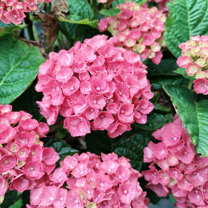 Hydrangea macrophylla Baron Rouge - Ortensia (Flowering)
