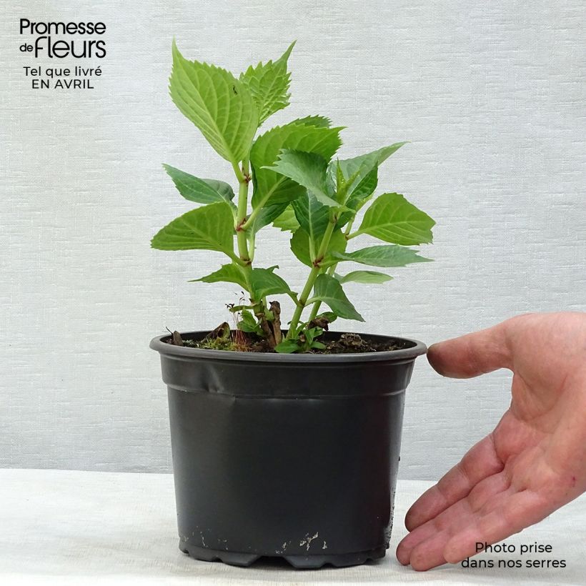 Example of Hydrangea macrophylla Baron Rouge - Ortensia Vaso da 2L/3L as you get in printemps