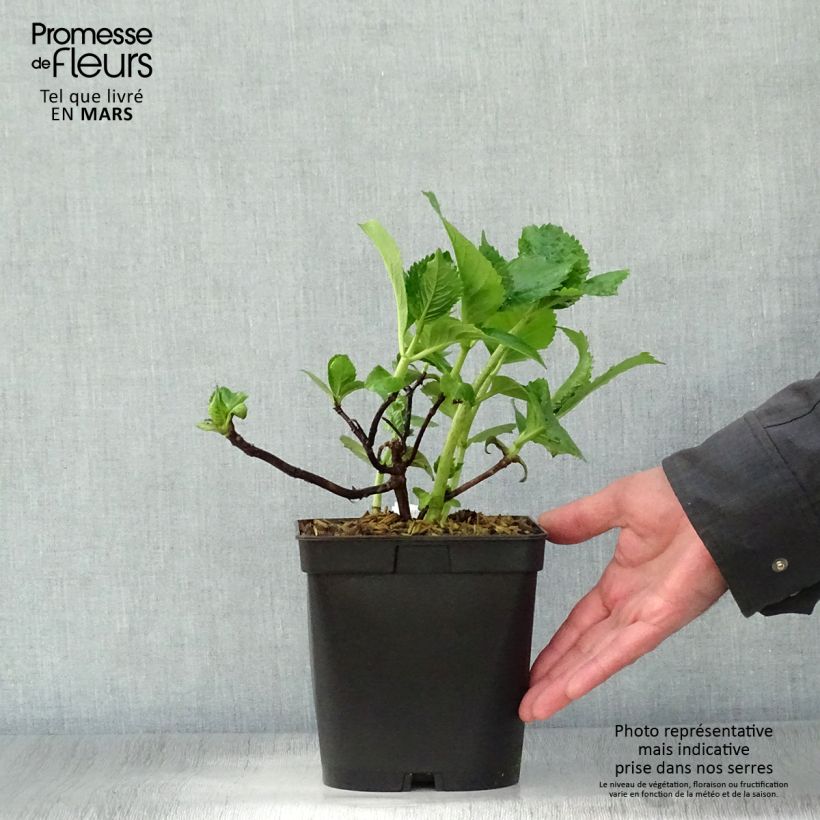 Hydrangea macrophylla Beauté Vendômoise - Ortensia Vaso da 2L/3L esemplare consegnato in primavera