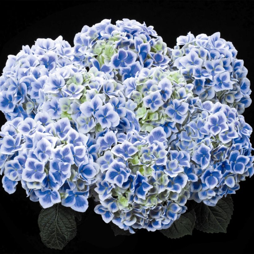 Hydrangea macrophylla Beautensia Dali - Ortensia (Fioritura)