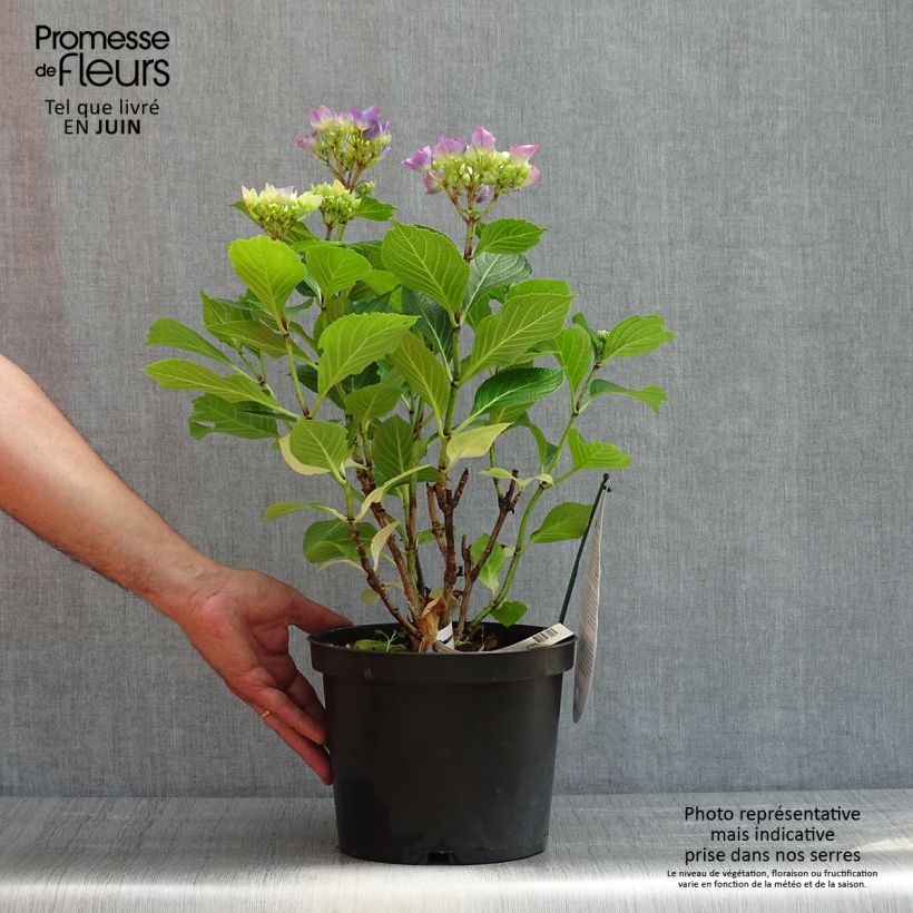 Hydrangea macrophylla Beautensia Spike - Ortensia Vaso da 4L/5L esemplare consegnato in primavera