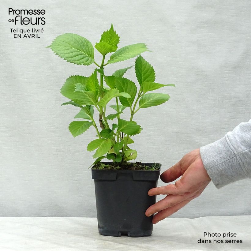 Example of Hydrangea macrophylla Benelux Blue - Ortensia Vaso da 2L/3L, A cespuglio as you get in printemps