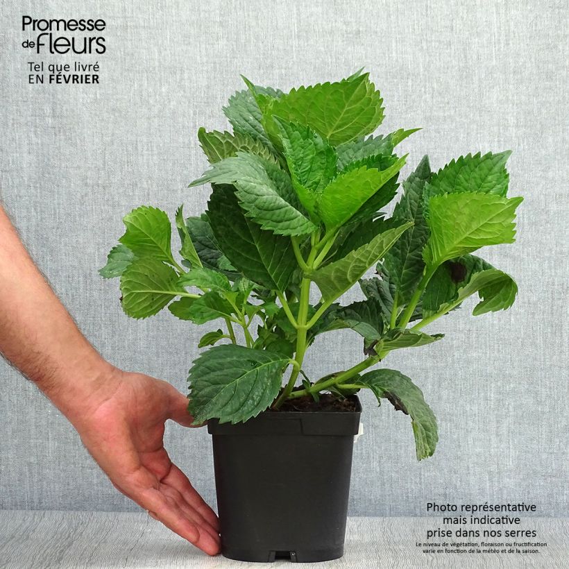 Esemplare di Hydrangea macrophylla Benelux Blue - Ortensia Vaso da 2L/3L, A cespuglio come consegnato in autunno