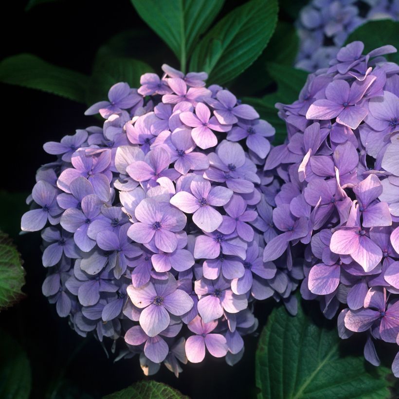 Hydrangea macrophylla Benelux Blue - Ortensia (Flowering)